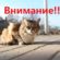 Внимание! Карантин по бешенству